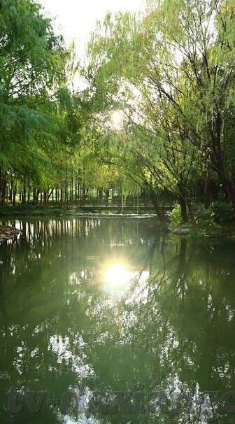 麻豆文化传媒免费网站入口-麻豆风景，文化传媒的绿色之旅